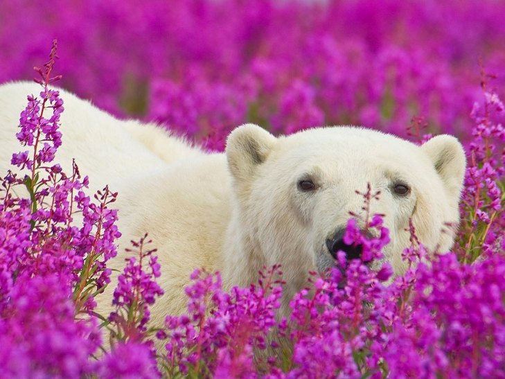 Як романтично виглядають білі ведмеді у квітах - фото 7