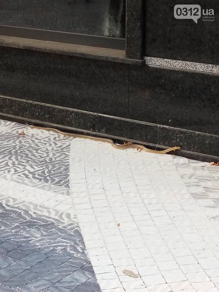 Ужгородськими тротуарами повзають змії - фото 2