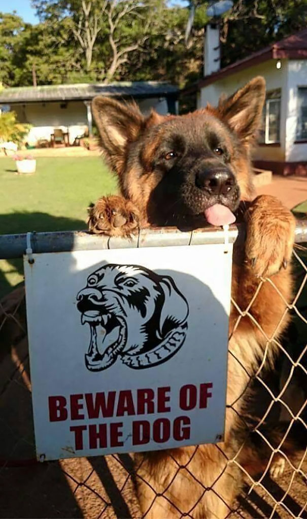 Які несподіванки ховаються за табличками "Обережно, злий пес" - фото 4
