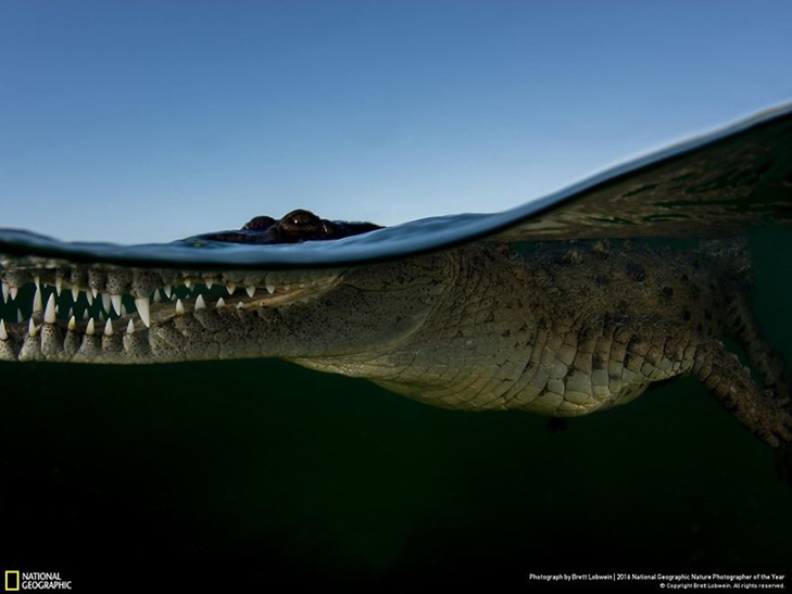  Роботи фіналістів конкурсу National Geographic "Кращий фотограф природи 2016" - фото 24