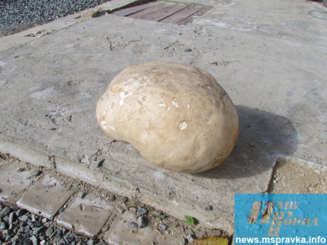 На Запоріжжі знайшли шестикілограмовий гриб-гігант - фото 3