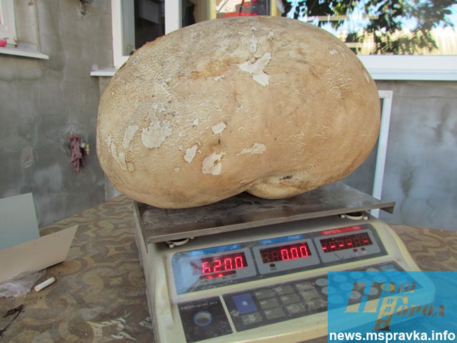 На Запоріжжі знайшли шестикілограмовий гриб-гігант - фото 2