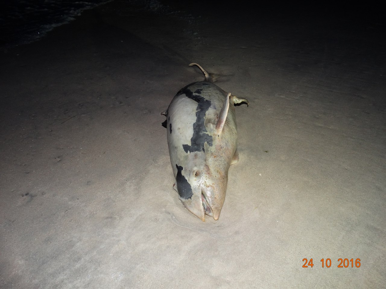 На Запоріжжі на березі моря знайшли мертвого дельфіна - фото 2