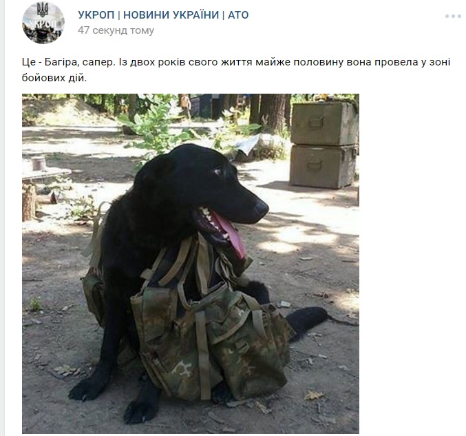 Чим займаються на Донбасі найкращі друзі бійців АТО - 10 - фото 12 Чим займаються на Донбасі найкращі друзі бійців АТО - 10 - фото 12