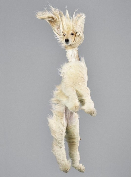 Як кумедно виглядають літаючі пси - фото 5