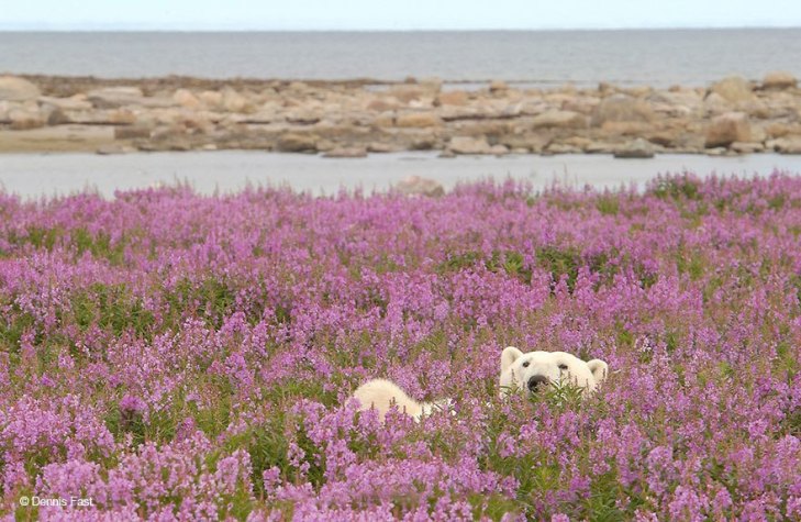 Як романтично виглядають білі ведмеді у квітах - фото 6