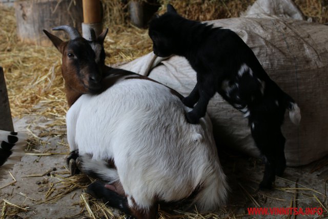 У Вінниці камерунська карликова коза народила двійню - фото 1