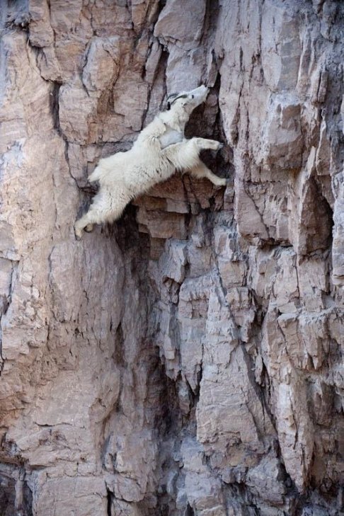 Як гірські кози доводять, що вони найбезстрашніші істоти у світі - фото 4