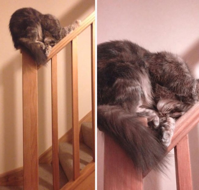 Докази того, що тільки котам підвладне мистецтво витонченого сну - фото 3