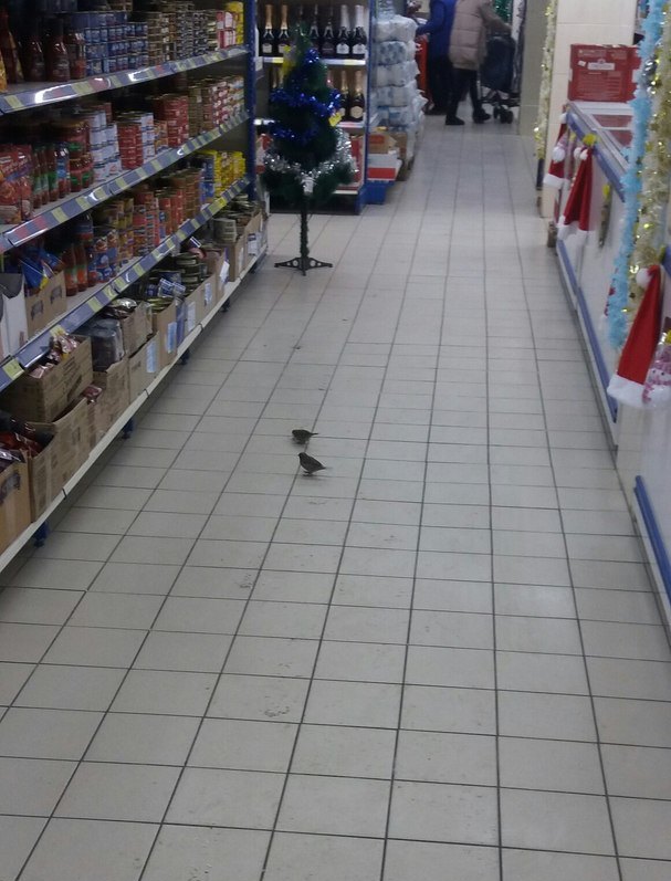 У мелітопольському супермаркеті оселилися горобці - фото 2
