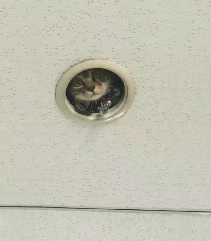 Як кошеня зі стелі за офісом шпигувало - фото 2