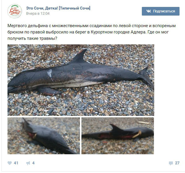 На березі Чорного моря знайшли пошматованого дельфіна (ФОТО) - фото 1