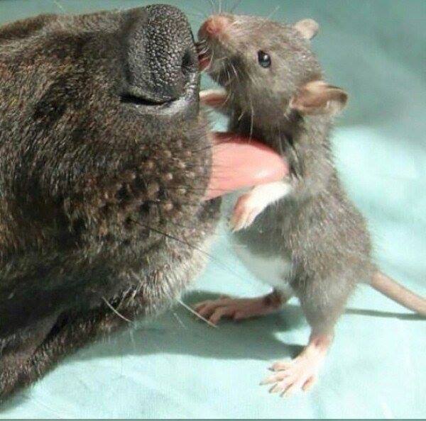 Як песик з пацюком цілується - фото 5