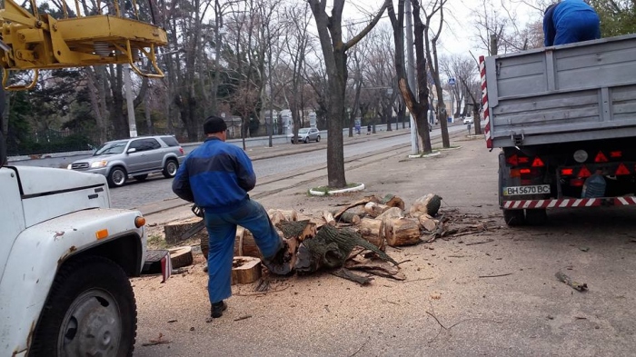 Французький бульвар Одеси потерпає від масштабного знищення дерев - фото 1