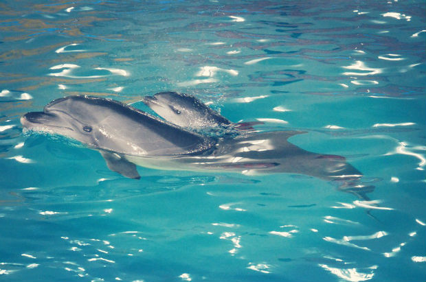У харківському дельфінарії евакуйовані з АТО дельфіни привели поповнення (ФОТО) - фото 1