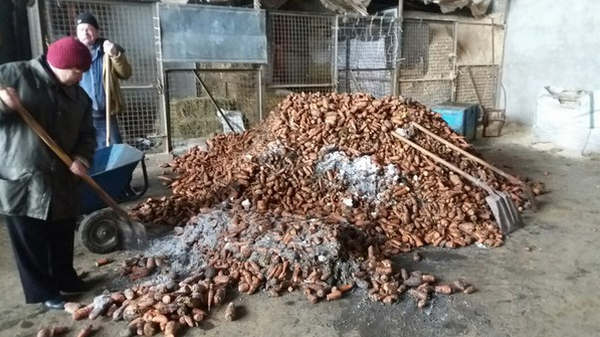 Врятованим від живодерів коням привезли тонни смаколиків - фото 2