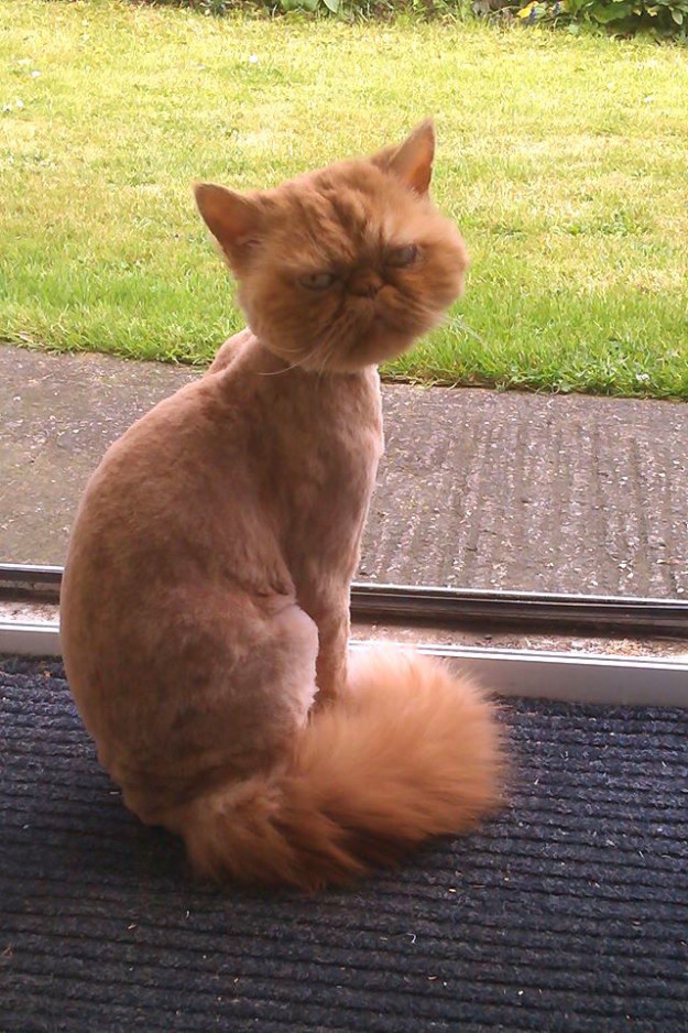 12 котів з невдалими зачісками, котрі точно ненавидять своїх перукарів - фото 8