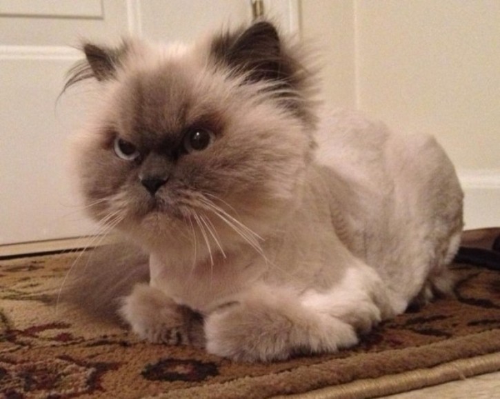 12 котів з невдалими зачісками, котрі точно ненавидять своїх перукарів - фото 7