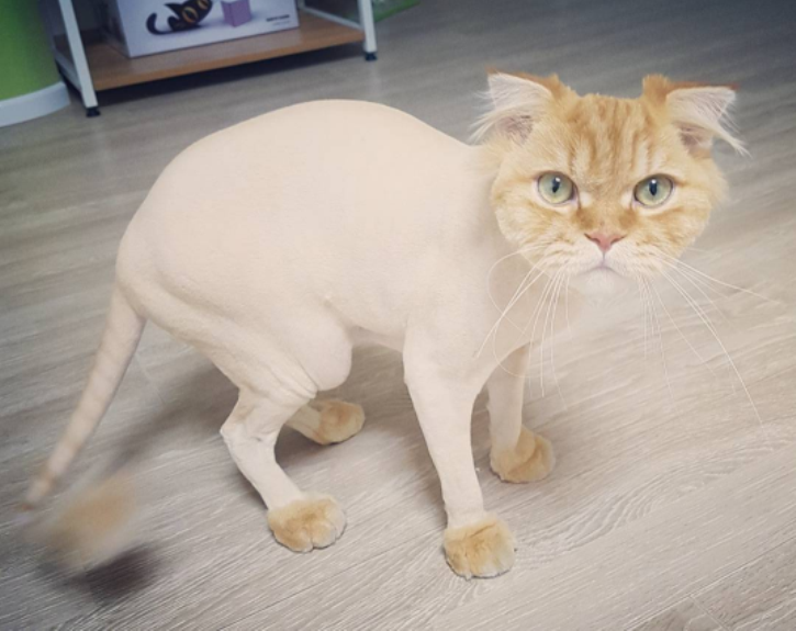 12 котів з невдалими зачісками, котрі точно ненавидять своїх перукарів - фото 10