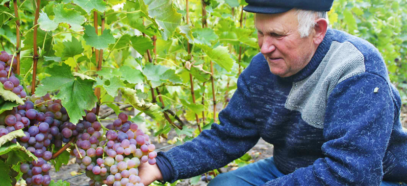 Шиндер з Гальжбіївки вирощує дві сотні сортів винограду і радить пити тільки сухе вино - фото 1
