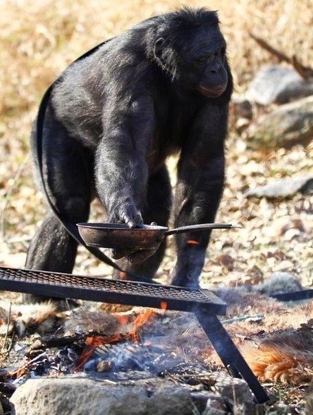 Як мавпа здивувала всіх вмінням розпалювати багаття і готувати їжу - фото 2