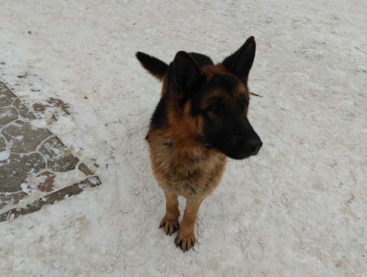 Прикарпатський Хатіко: У Калуші пес, мерзнучи, чекає господаря - фото 1