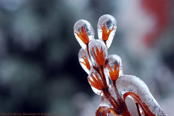 У які неймовірні льодові фігури перетворює мороз навколишню природу - фото 1