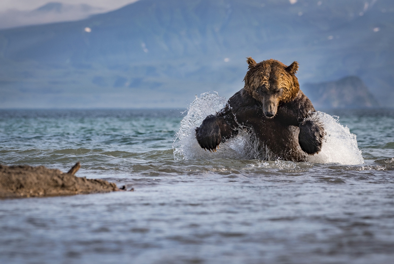 Дика природа ютуб. Бурый медведь Байкал. Курильское озеро медведи. Озерновский Курильское озеро медведи. Камчатка медведи National Geographic.