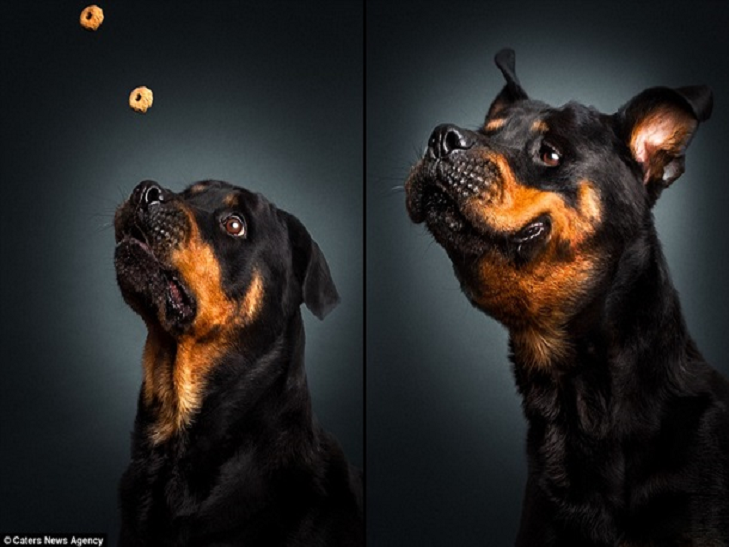 10 зворушливих моментів, коли собака виглядає емоційно - фото 8