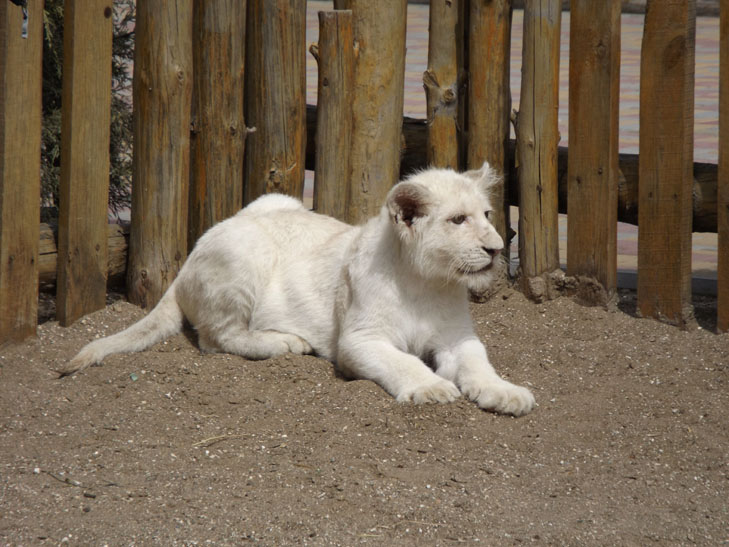 У бердянському зоопарку оселився дуже рідкісний лев  - фото 2
