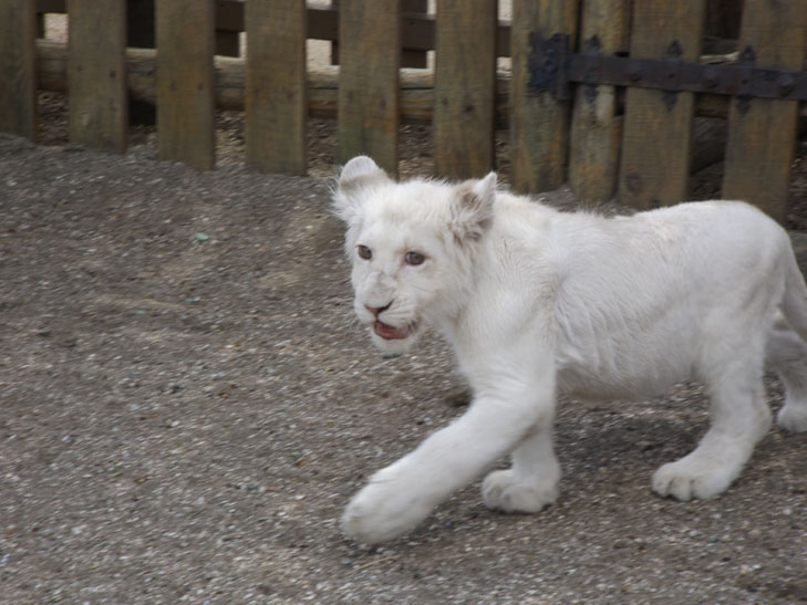 У бердянському зоопарку оселився дуже рідкісний лев  - фото 4