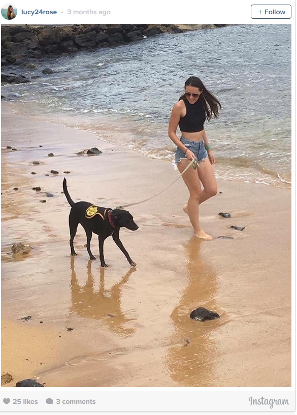 На Гаваях туристам пропонують взяти напрокат собаку - фото 1