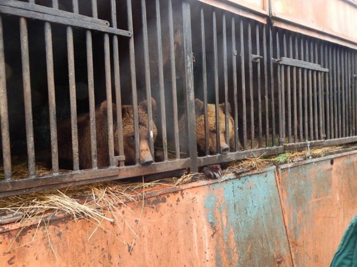 У луцький зоопарк привезли виснажених голодом ведмедів - фото 2