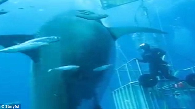 Вчені виявили гігантську білу акулу (ФОТО, ВІДЕО) - фото 4