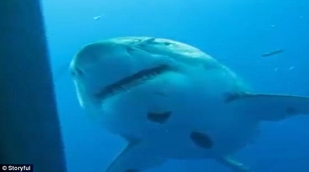 Вчені виявили гігантську білу акулу (ФОТО, ВІДЕО) - фото 3
