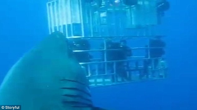 Вчені виявили гігантську білу акулу (ФОТО, ВІДЕО) - фото 2