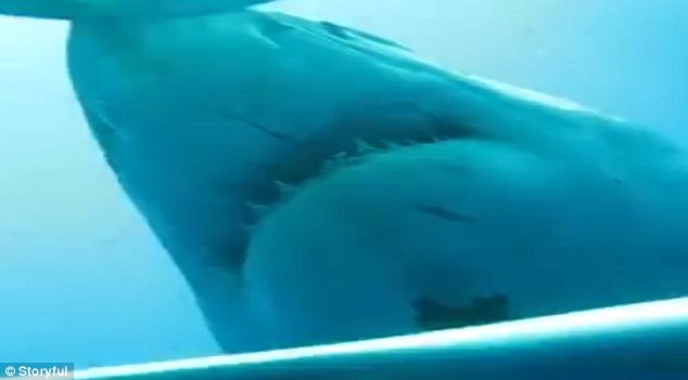 Вчені виявили гігантську білу акулу (ФОТО, ВІДЕО) - фото 5