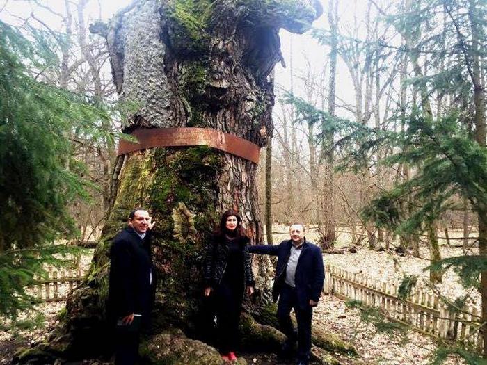 На Рівненщині можуть знищити найстарше дерево України - фото 1