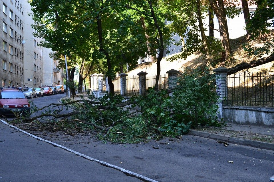 У Львові дерево впало на дорогу і заблокувало рух - фото 1