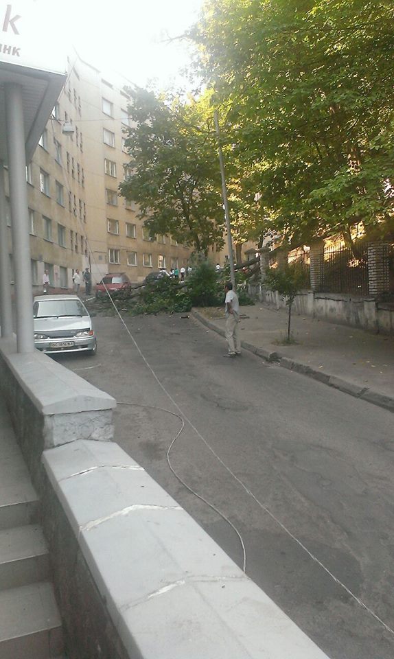 У Львові дерево впало на дорогу і заблокувало рух - фото 3
