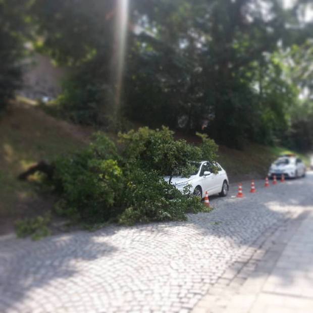 Як дерево знищило автомобіль у Львові (ФОТО) - фото 1
