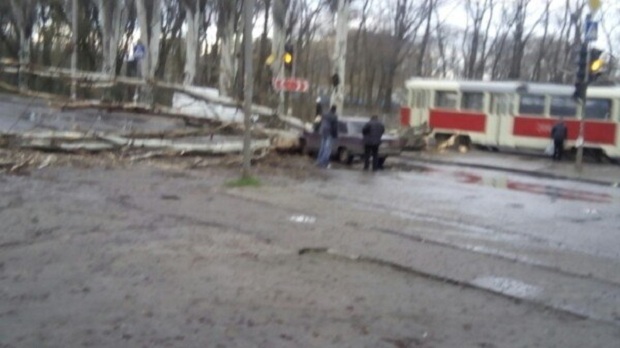Дерево впало на проїжджу частину перед автівкою - фото 2