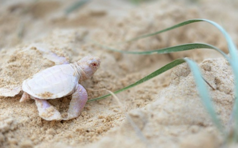 В Австралії волонтери знайшли крихітну черепашку-альбіноса  - фото 2