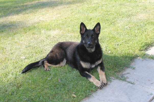 Собака-сапер Іда розуміє три мови: українську, російську та німецьку - фото 1