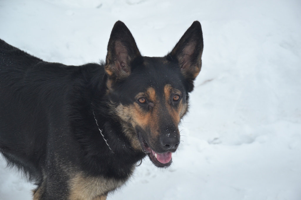 Собака-сапер Іда розуміє три мови: українську, російську та німецьку - фото 3