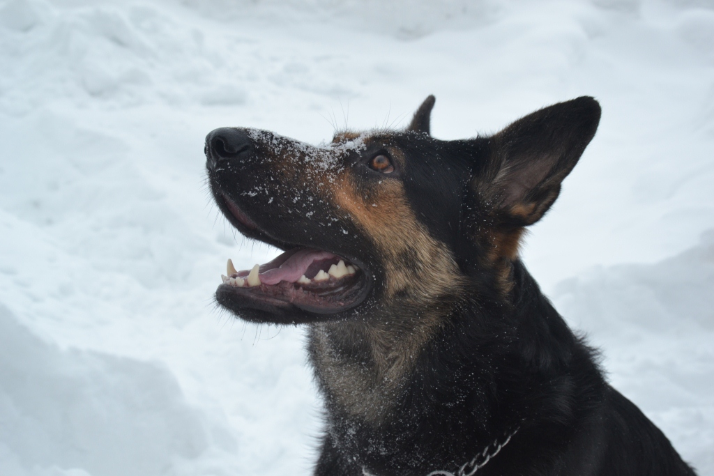 Собака-сапер Іда розуміє три мови: українську, російську та німецьку - фото 4