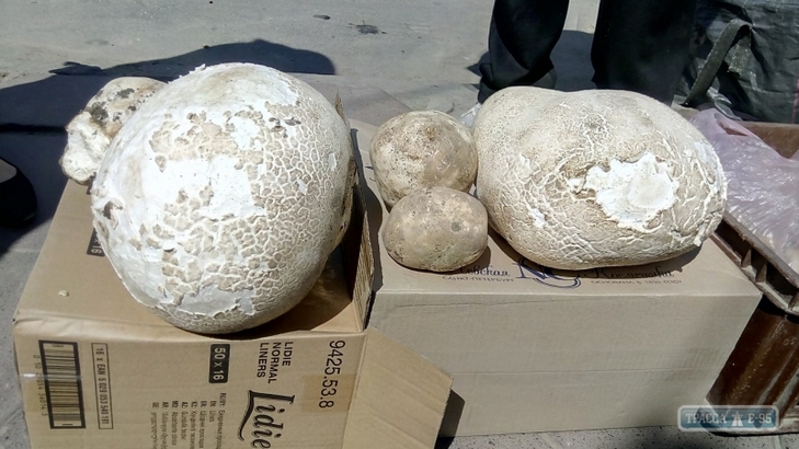 На Одещині продають 7-кілограмові гриби - фото 1