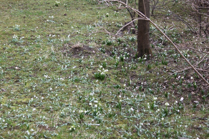 У Львові серед зими заквітли квіти - фото 3