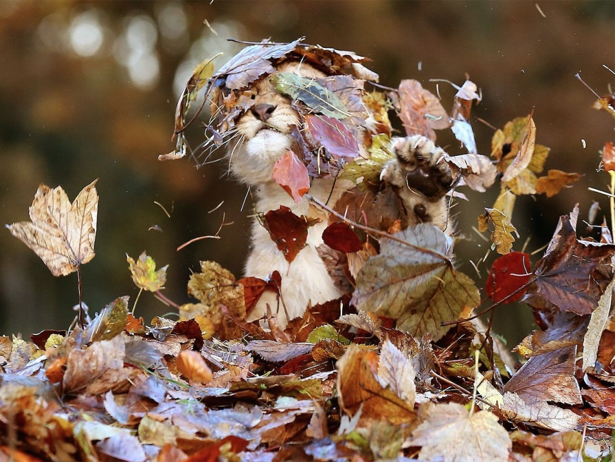 Тварини теж захоплюються неперевершеністю осені - фото 2