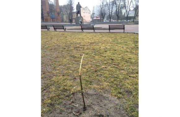 У Львові знущаються над деревами, висадженими на честь учасників АТО - фото 1